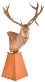Taxidermy Deer Mount on Stand