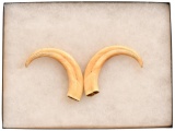 Pair of Wild Boar Tusks In Shadow Box