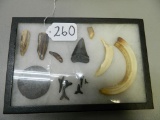 Frame of Fossils and Megladon Tooth