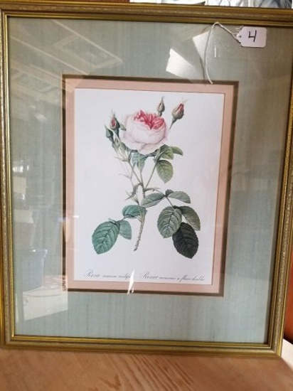 Rosa Muscosa Multiplex Framed Print 22 x 18 3/4