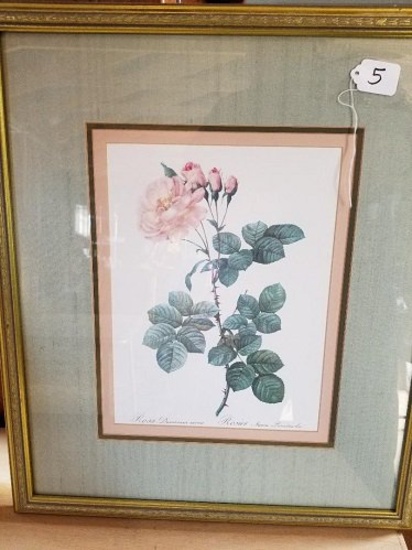 Rosa Damascena Aurora Framed Print 22 x 18 3/4