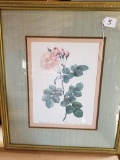 Rosa Damascena Aurora Framed Print 22 x 18 3/4