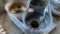 6 pilot hole rims