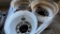 6 pilot hole rims