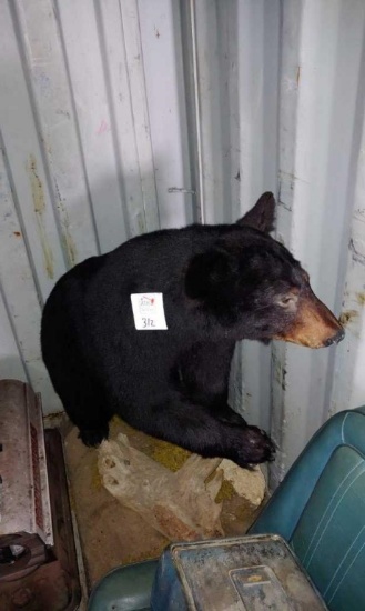 Black bear taxidermy