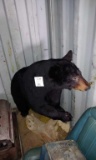 Black bear taxidermy