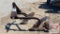 2 Disc Bottom Plow - 3 Pt Hitch