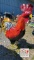 Metal Rooster