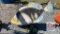 Metal Fish