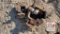 (3) Pintle Hitches