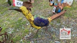 Metal Bird