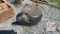 Cast Iron Tea Kettle