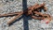 (2) Chain Binders