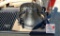 NEW #2 Dinner Bell