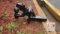 Pintle Hitch