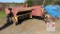 New Holland Hayliner 273 Baler