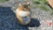 Used 20 Lb. Propane Tank