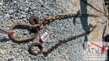 Chain w/ D-Rings
