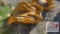 NEW Landhero Grapple - CAT 305C