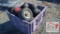 Crate of Golf Cart Wheels