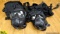 Black Hawk Gas Masks. Excellent Condition. Lot of 2; Gas Masks with Carry Bags. . (64162)