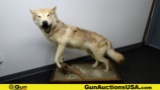 Beautiful Timber Wolf Full Body Mount on Rolling Platform. Local Pickup ONLY  Platform Measure 41