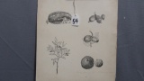 Will Larrymore Smedley; Chautauqua New York Artist 8.25
