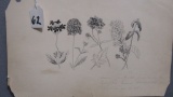 Will Larrymore Smedley; Chautauqua New York Artist 6.25