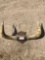Bull horns
