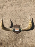 Bull horns