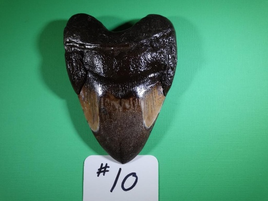 Carcharocles Megalodon Polished Tooth