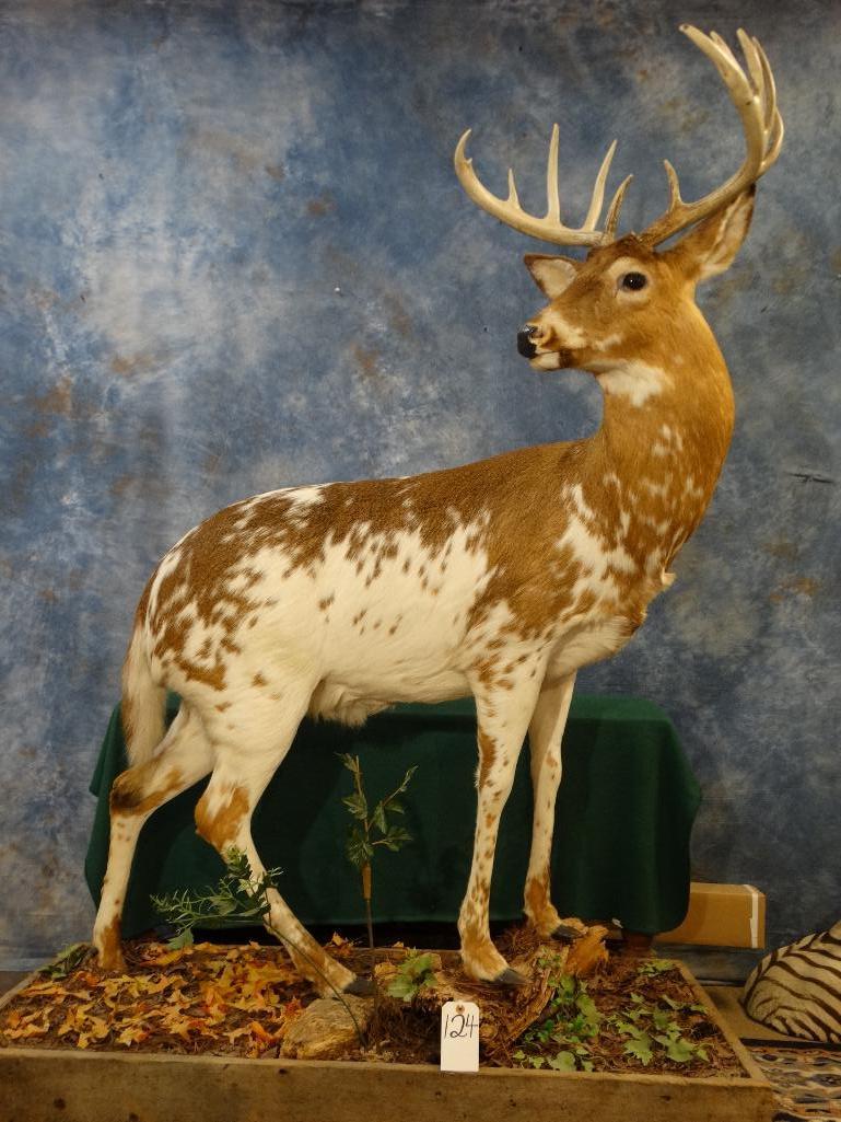 Piebald whitetail deer discount