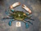 Large Reproduction Blue Crab