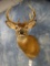 Nice 10 point Whitetail Deer shoulder mount