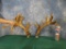 287 4/8 gross score Pair of Whitetail Deer Sheds