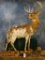 Awesome Piebald Whitetail Deer full body mount