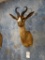 African Copper Springbuck Gazelle shoulder mount