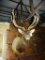 7 x 6 Elk shoulder mount