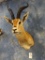 Gorgeous African Grants Gazelle shoulder mount
