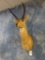 African Common Reedbuck shoulder mount