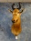 African Western Hartebeest shoulder mount