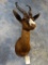 African Black Springbuck shoulder mount