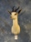 African White Springbuck Gazelle shoulder mount