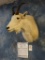 Boone & Crockett Record Book Rocky Mountain Goat shoulder mount