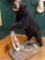 Canadian Black Bear full body mount