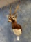 Record Class Blackbuck Antelope shoulder mount