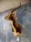 African Black Lechwe shoulder mount