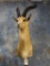 # 9 Record Grants Gazelle shoulder mount