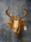 8 pt. white tail deer shill with wall pedestal plaque