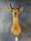 East African Bohor Reedbuck shoulder mount